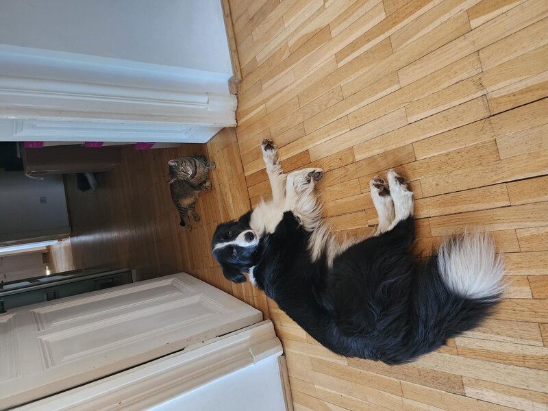 Ajutor! M-am pierdut!